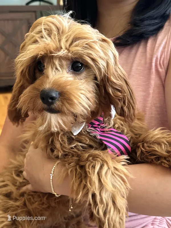 Rex  – Cavapoo, Cavalier King Charles Spaniel puppy for sale in Marshfield, MO