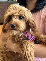 Rex , a male Cavapoo and Cavalier King Charles Spaniel for sale in Marshfield, MO – 1 of 10