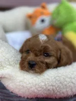 Hudson , a male Cavapoo and Cavalier King Charles Spaniel for sale in Marshfield, MO – 9 of 10