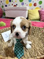 Johnny, a male Cavalier King Charles Spaniel for sale in Marshfield, MO – 10 of 10