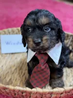 Winston, a male Cavapoo and Cavalier King Charles Spaniel for sale in Marshfield, MO – 4 of 10