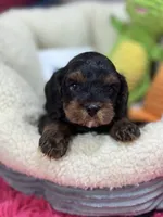 Bobby , a male Cavapoo and Cavalier King Charles Spaniel for sale in Marshfield, MO – 7 of 8