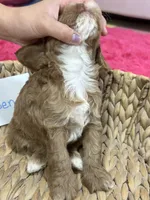 Ruben , a male Cavapoo and Cavalier King Charles Spaniel for sale in Marshfield, MO – 8 of 8