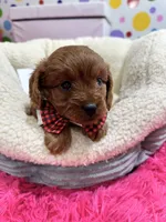 Fred, a male Cavapoo and Cavalier King Charles Spaniel for sale in Marshfield, MO – 7 of 10