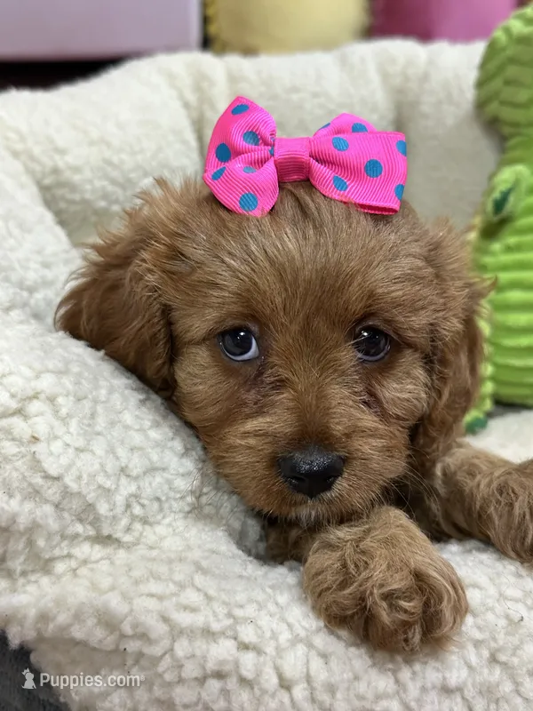 Nutmeg – Cavapoo, Cavalier King Charles Spaniel puppy for sale in Marshfield, MO