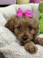 Nutmeg, a female Cavapoo and Cavalier King Charles Spaniel for sale in Marshfield, MO – 5 of 10