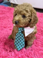 Toby , a male Cavapoo and Cavalier King Charles Spaniel for sale in Marshfield, MO – 4 of 10