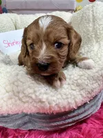 Shirley, a female Cavapoo and Cavalier King Charles Spaniel for sale in Marshfield, MO – 5 of 9