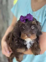 Coco, a female Cavapoo and Cavalier King Charles Spaniel for sale in Marshfield, MO – 2 of 10