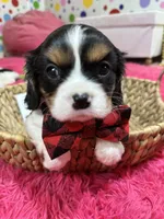Ace , a male Cavalier King Charles Spaniel for sale in Marshfield, MO – 3 of 10