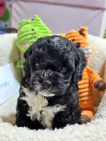 Tommy, a male Cavapoo and Cavalier King Charles Spaniel for sale in Marshfield, MO – 3 of 10