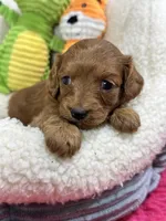 Marty, a male Cavapoo and Cavalier King Charles Spaniel for sale in Marshfield, MO – 2 of 6
