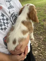 Jake , a male Cavalier King Charles Spaniel for sale in Marshfield, MO – 8 of 10