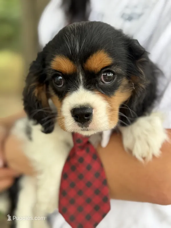 Tim – Cavalier King Charles Spaniel puppy for sale in Marshfield, MO