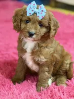 Bailey , a female Cavapoo and Cavalier King Charles Spaniel for sale in Marshfield, MO – 4 of 10