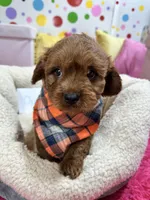 Opie, a male Cavapoo and Cavalier King Charles Spaniel for sale in Marshfield, MO – 9 of 10