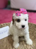 Snowball, a female Cavapoo and Cavalier King Charles Spaniel for sale in Marshfield, MO – 2 of 10