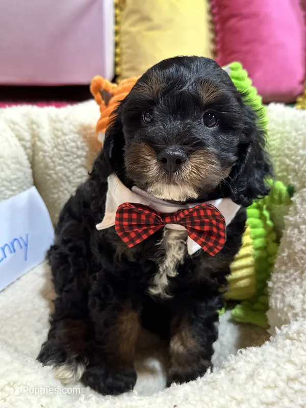 Benny – Cavapoo, Cavalier King Charles Spaniel puppy for sale in Marshfield, MO