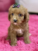 Lacy, a female Cavapoo and Cavalier King Charles Spaniel for sale in Marshfield, MO – 5 of 10