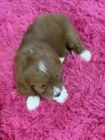 Murray , a male Cavapoo and Cavalier King Charles Spaniel for sale in Marshfield, MO – 9 of 10