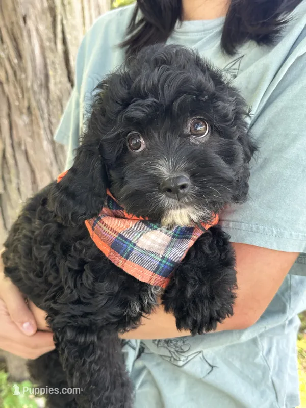 Jerry  – Cavapoo puppy for sale in Marshfield, MO