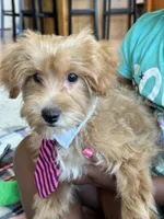 Max, a male Schnoodle for sale in Marshfield, MO – 4 of 10