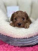 Lavern , a female Cavapoo and Cavalier King Charles Spaniel for sale in Marshfield, MO – 4 of 5