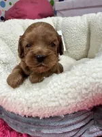 Priscilla , a female Cavapoo and Cavalier King Charles Spaniel for sale in Marshfield, MO – 7 of 8
