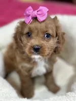 Jasmine , a female Cavapoo for sale in Missouri, MO – Photo 6 of 10