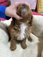 Jasmine , a female Cavapoo for sale in Missouri, MO – Photo 9 of 10