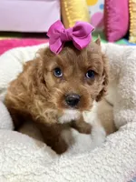 Jasmine , a female Cavapoo for sale in Missouri, MO – Photo 7 of 10