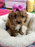 Jasmine , a female Cavapoo for sale in Missouri, MO – Photo 8 of 10