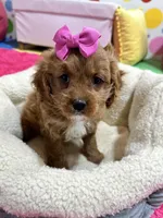 Jasmine , a female Cavapoo for sale in Missouri, MO – Photo 10 of 10