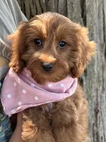 Joy, a female Cavapoo and Cavalier King Charles Spaniel for sale in Marshfield, MO – 3 of 10