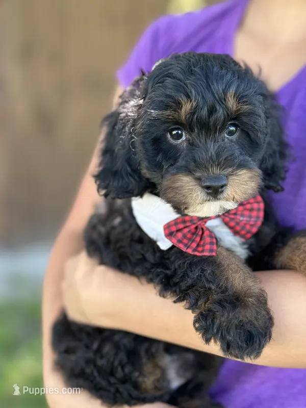 Benny – Cavapoo, Cavalier King Charles Spaniel puppy for sale in Marshfield, MO