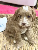 Ruben , a male Cavapoo and Cavalier King Charles Spaniel for sale in Marshfield, MO – 6 of 8