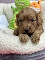 Alex , a male Cavapoo and Cavalier King Charles Spaniel for sale in Marshfield, MO – 4 of 7