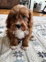 Jasper , a male Cavapoo and Cavalier King Charles Spaniel for sale in Marshfield, MO – 4 of 10