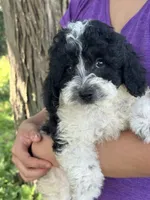 Tulip sale pending , a female Cavapoo and Cavalier King Charles Spaniel for sale in Marshfield, MO – 7 of 10
