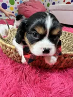 Ace , a male Cavalier King Charles Spaniel for sale in Marshfield, MO – 5 of 10