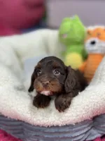 Coco, a female Cavapoo and Cavalier King Charles Spaniel for sale in Marshfield, MO – 6 of 10