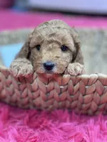 Gus, a male Cavapoo and Cavalier King Charles Spaniel for sale in Marshfield, MO – 8 of 10