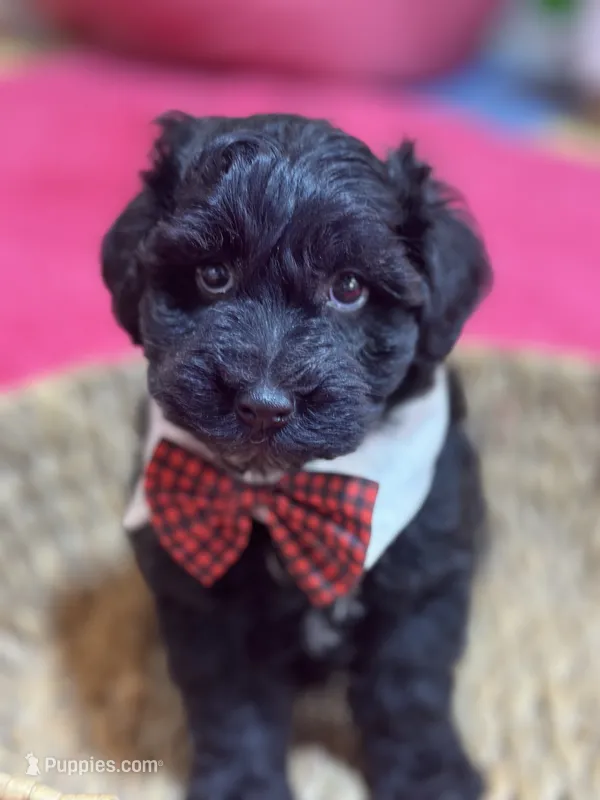 Martin  – Schnoodle puppy for sale in Marshfield, MO