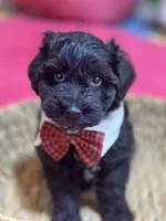 Martin , a male Schnoodle for sale in Marshfield, MO – 1 of 10