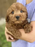 Opie, a male Cavapoo and Cavalier King Charles Spaniel for sale in Marshfield, MO – 4 of 10