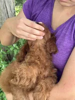Lily , a female Cavapoo and Cavalier King Charles Spaniel for sale in Marshfield, MO – 7 of 8