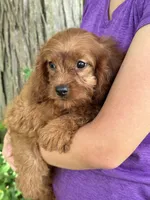 Lily , a female Cavapoo and Cavalier King Charles Spaniel for sale in Marshfield, MO – 6 of 8