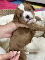 Dixie, a female Cavapoo and Cavalier King Charles Spaniel for sale in Marshfield, MO – 8 of 10