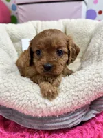 Ruby, a female Cavapoo and Cavalier King Charles Spaniel for sale in Marshfield, MO – 6 of 10