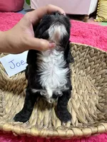 Joe, a male Cavapoo and Cavalier King Charles Spaniel for sale in Marshfield, MO – 6 of 7
